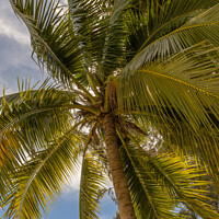 Buy canvas prints of Coconut palm (cocos nucifera) by Annette Johnson