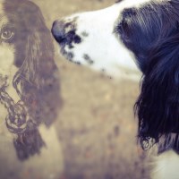 Buy canvas prints of Spaniel Dog Loves Toys by Michelle Smith