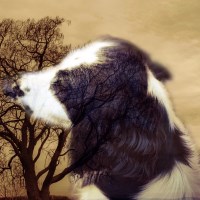 Buy canvas prints of A Dogs Life reflection of a Spaniel by Michelle Smith