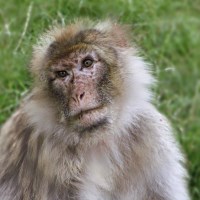 Buy canvas prints of Monkey Thoughts by Michelle Smith