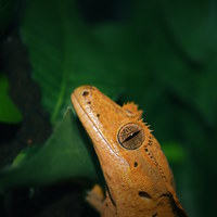Buy canvas prints of gecko wide eyes by Michelle Smith