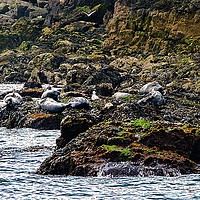 Buy canvas prints of Spot the seals by Michelle Smith