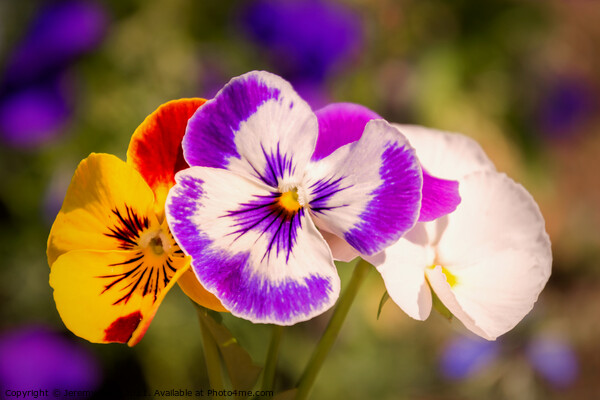 Pansies Picture Board by Jeremy Sage