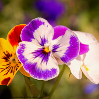 Buy canvas prints of Pansies by Jeremy Sage