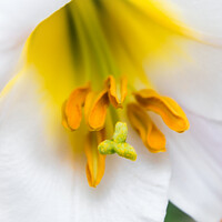 Buy canvas prints of Majestic Trumpet Lily in Kent by Jeremy Sage