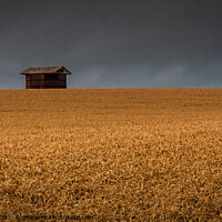 Buy canvas prints of Golden Cereal Barn by Jeremy Sage
