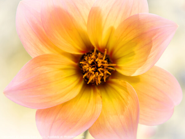 Vibrant Dahlia Bloom Picture Board by Jeremy Sage