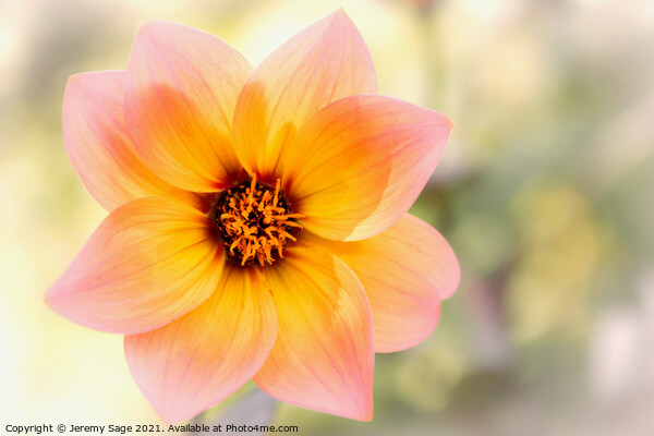 Blooming Dahlia Picture Board by Jeremy Sage