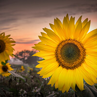 Buy canvas prints of Sunflower Symphony by Jeremy Sage