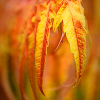 Buy canvas prints of Flaming Foliage by Jeremy Sage