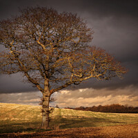 Buy canvas prints of Another Tree by Jeremy Sage