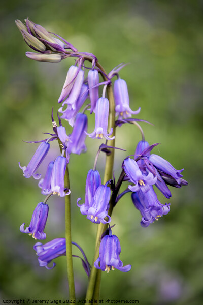 English Bluebells Picture Board by Jeremy Sage