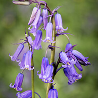 Buy canvas prints of English Bluebells by Jeremy Sage