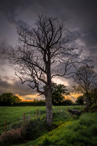 Ash Tree in Rural Kent Picture Board by Jeremy Sage