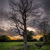 Buy canvas prints of Ash Tree in Rural Kent by Jeremy Sage