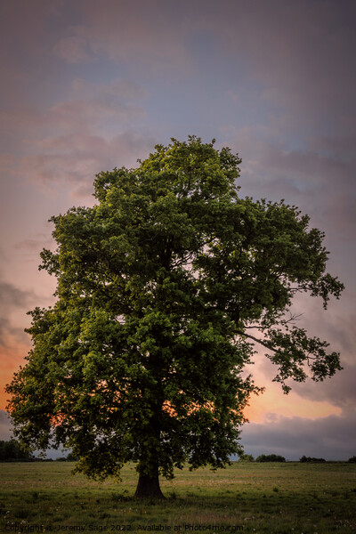 Majestic Oak in a Rural Kent Dusk Picture Board by Jeremy Sage