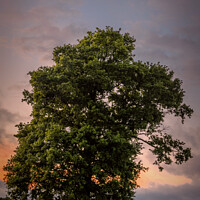 Buy canvas prints of Majestic Oak in a Rural Kent Dusk by Jeremy Sage
