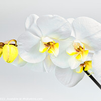 Buy canvas prints of Moth Orchid by Jeremy Sage