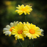 Buy canvas prints of Marguerite Flowers by Jeremy Sage