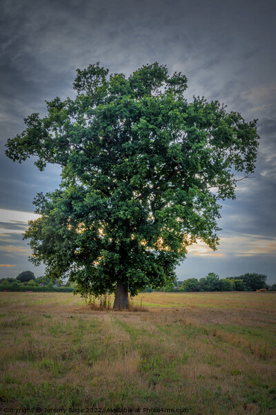 The Majestic Oak Picture Board by Jeremy Sage