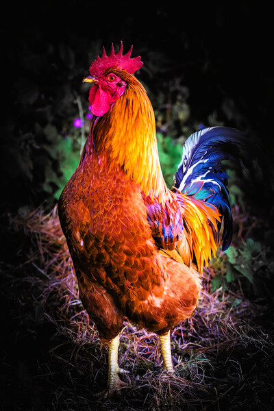 Majestic Cockerel Strutting Outdoors Picture Board by Jeremy Sage