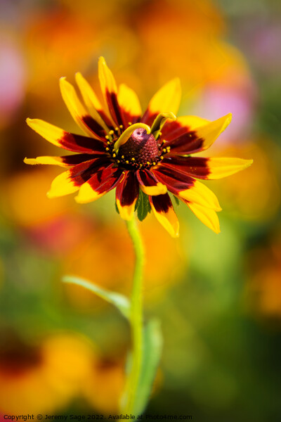 Small Rudbeckia flower Picture Board by Jeremy Sage
