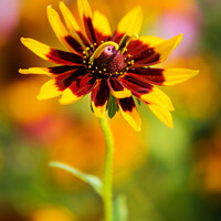 Buy canvas prints of Small Rudbeckia flower by Jeremy Sage