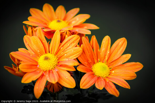 Vibrant Orange Chrysanthemums Picture Board by Jeremy Sage