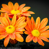 Buy canvas prints of Vibrant Orange Chrysanthemums by Jeremy Sage