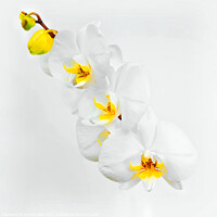Buy canvas prints of Exotic Beauty Blooms by Jeremy Sage
