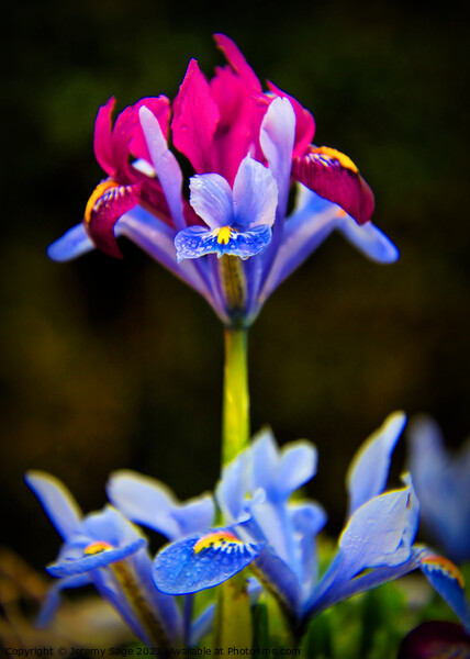 Majestic Iris Garden Picture Board by Jeremy Sage