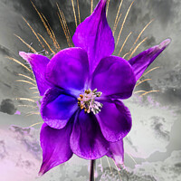 Buy canvas prints of Vibrant purple Columbine Bloom by Jeremy Sage