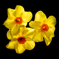 Buy canvas prints of Radiant Spring Sunshine by Jeremy Sage