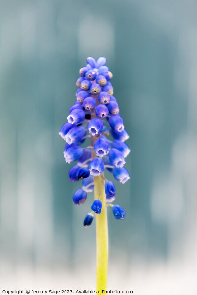 Vibrant Muscari Blooms Picture Board by Jeremy Sage
