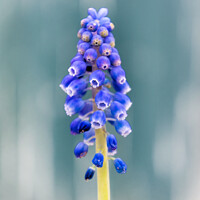Buy canvas prints of Vibrant Muscari Blooms by Jeremy Sage