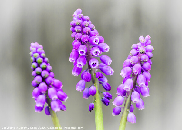 Enchanting Pink Muscari Trio Picture Board by Jeremy Sage