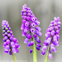Buy canvas prints of Enchanting Pink Muscari Trio by Jeremy Sage