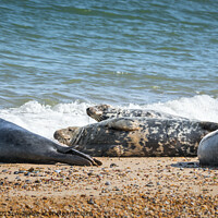 Buy canvas prints of Basking Seals on Sun-Baked Shore by Jeremy Sage