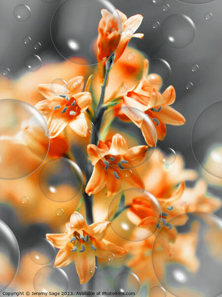 Effervescence of Orange Blooms Picture Board by Jeremy Sage