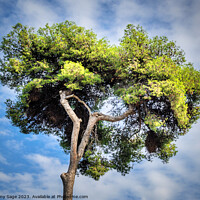 Buy canvas prints of Sky And Tree by Jeremy Sage