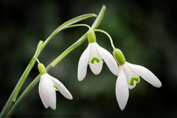 Snowdrops Picture Board by Jeremy Sage