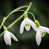 Buy canvas prints of Snowdrops by Jeremy Sage