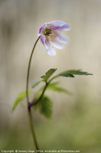 The Enchanting Woodland Anemone Picture Board by Jeremy Sage