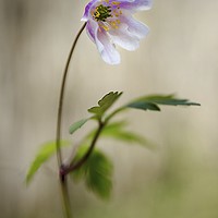 Buy canvas prints of The Enchanting Woodland Anemone by Jeremy Sage