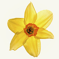 Buy canvas prints of Radiant Daffodil by Jeremy Sage