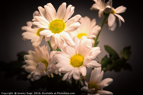 Radiant Chrysanthemums Picture Board by Jeremy Sage