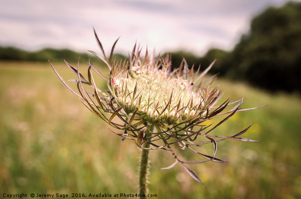 Queen Anne’s Lace: A Beautiful Yet Deceptive Wildf Picture Board by Jeremy Sage