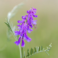 Buy canvas prints of Mauve Vetch in Kent Meadow by Jeremy Sage