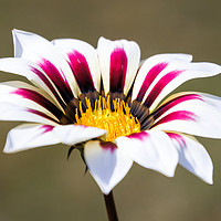 Buy canvas prints of Gazania in Bloom by Jeremy Sage