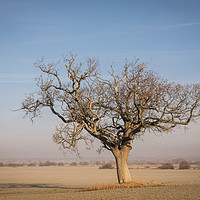 Buy canvas prints of The Lone Tree by Jeremy Sage